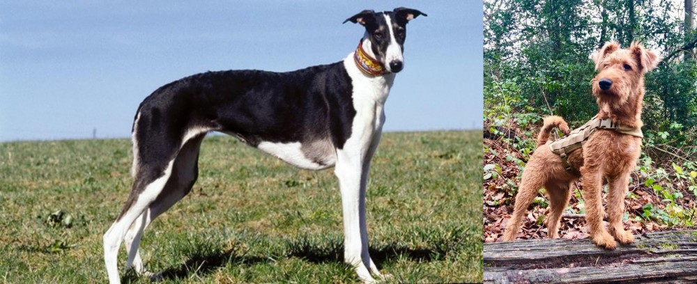 Irish Terrier vs Chart Polski - Breed Comparison