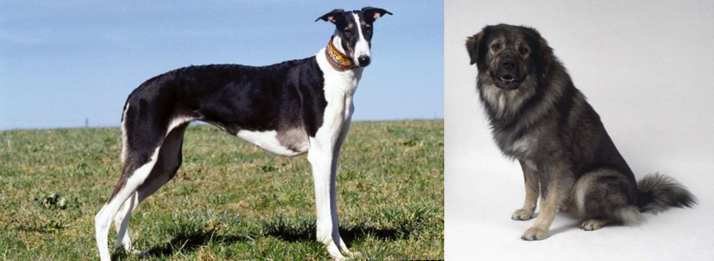 Istrian Sheepdog vs Chart Polski - Breed Comparison