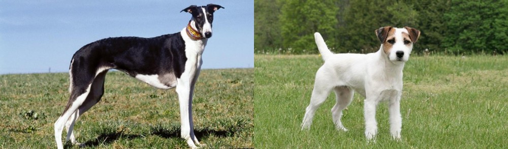Jack Russell Terrier vs Chart Polski - Breed Comparison