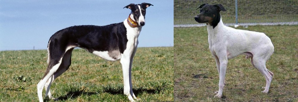 Japanese Terrier vs Chart Polski - Breed Comparison