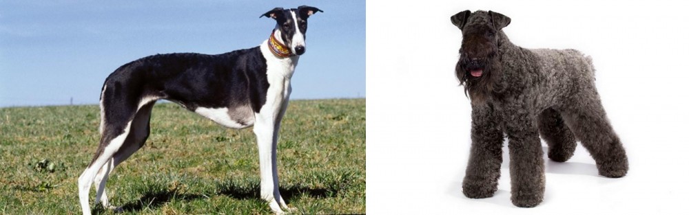 Kerry Blue Terrier vs Chart Polski - Breed Comparison