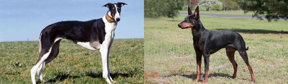 Manchester Terrier vs Chart Polski - Breed Comparison
