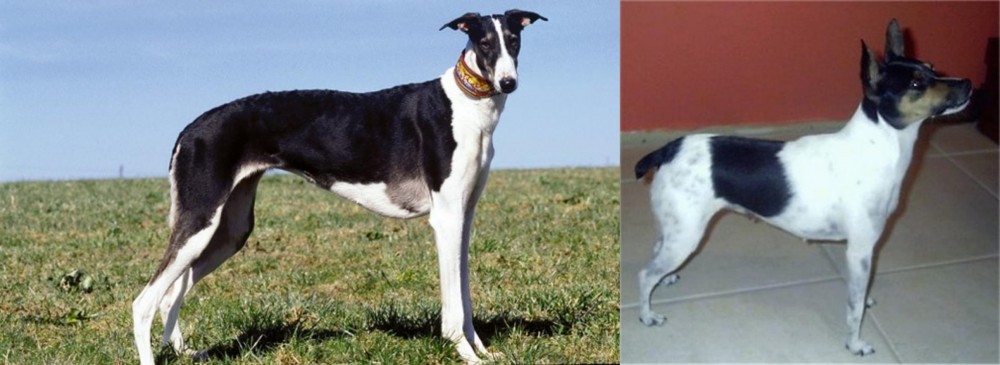 Miniature Fox Terrier vs Chart Polski - Breed Comparison
