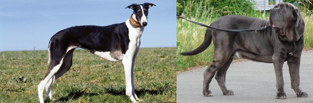 Neapolitan Mastiff vs Chart Polski - Breed Comparison