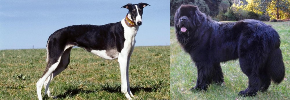 Newfoundland Dog vs Chart Polski - Breed Comparison