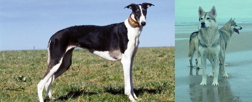 Northern Inuit Dog vs Chart Polski - Breed Comparison