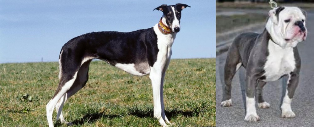 Old English Bulldog vs Chart Polski - Breed Comparison