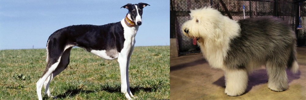 Old English Sheepdog vs Chart Polski - Breed Comparison