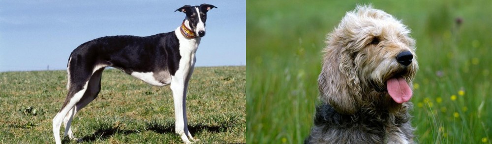 Otterhound vs Chart Polski - Breed Comparison
