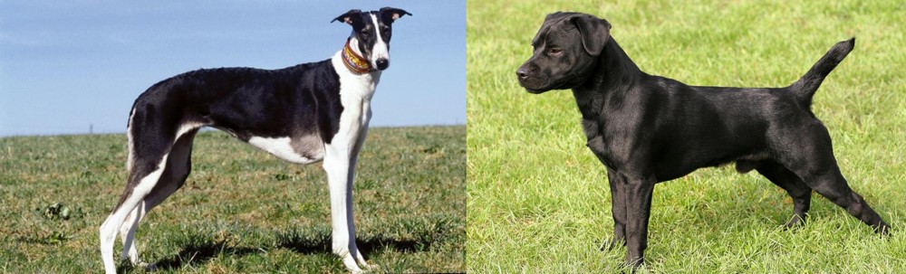 Patterdale Terrier vs Chart Polski - Breed Comparison