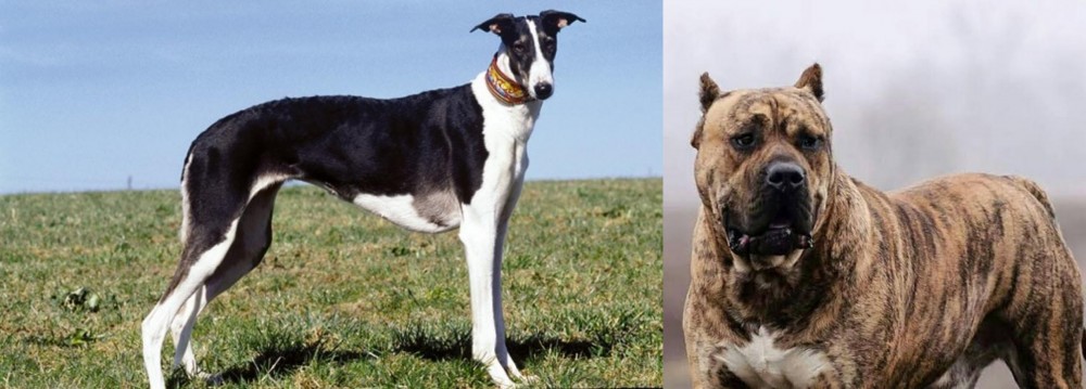 Perro de Presa Canario vs Chart Polski - Breed Comparison