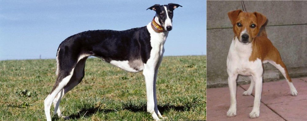 Plummer Terrier vs Chart Polski - Breed Comparison