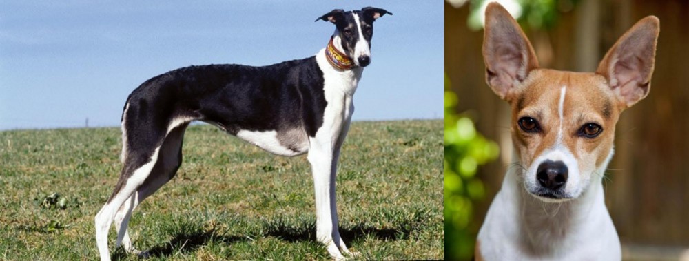 Rat Terrier vs Chart Polski - Breed Comparison