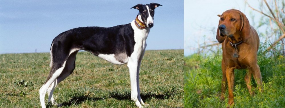 Redbone Coonhound vs Chart Polski - Breed Comparison
