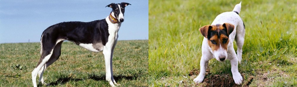 Russell Terrier vs Chart Polski - Breed Comparison