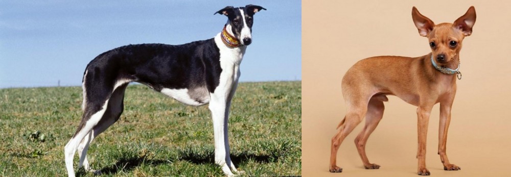 Russian Toy Terrier vs Chart Polski - Breed Comparison
