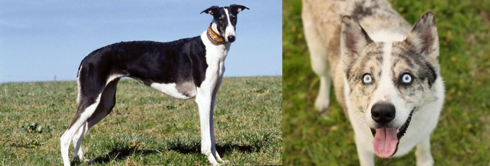Shepherd Husky vs Chart Polski - Breed Comparison