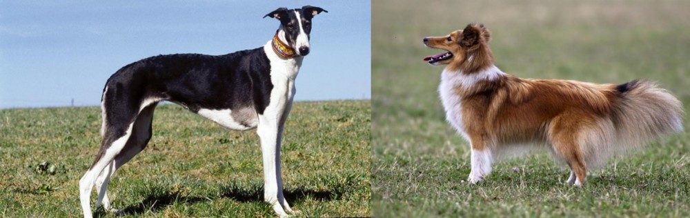 Shetland Sheepdog vs Chart Polski - Breed Comparison
