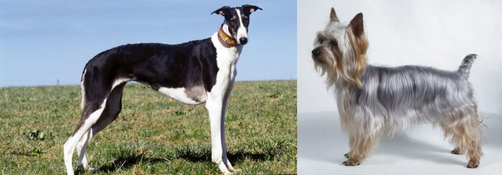 Silky Terrier vs Chart Polski - Breed Comparison