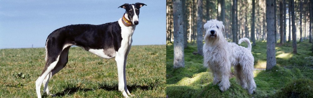 Soft-Coated Wheaten Terrier vs Chart Polski - Breed Comparison