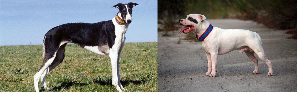 Staffordshire Bull Terrier vs Chart Polski - Breed Comparison