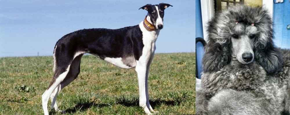Standard Poodle vs Chart Polski - Breed Comparison
