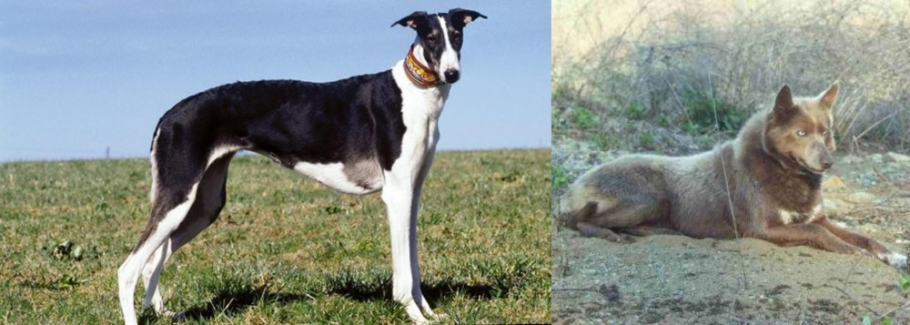 Tahltan Bear Dog vs Chart Polski - Breed Comparison