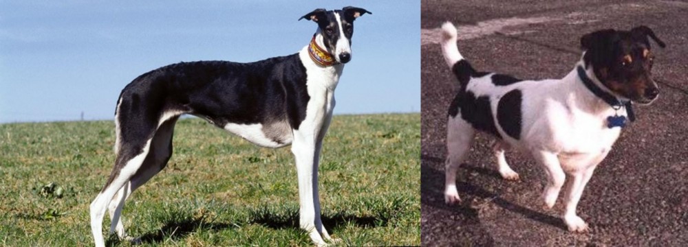 Teddy Roosevelt Terrier vs Chart Polski - Breed Comparison