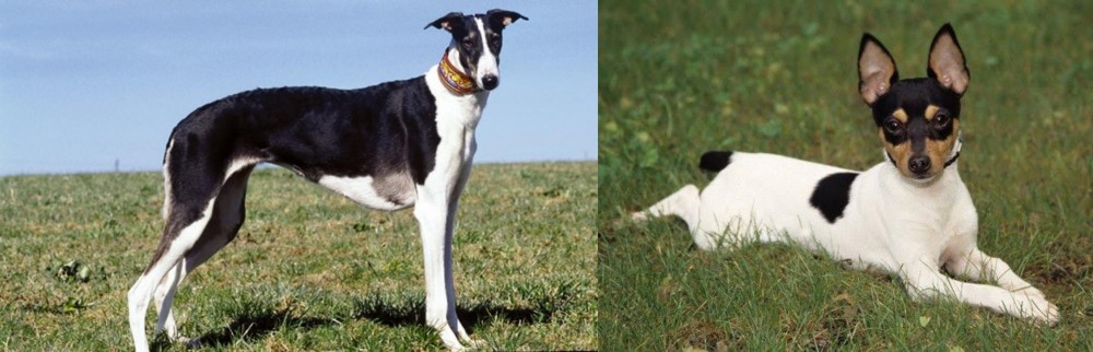 Toy Fox Terrier vs Chart Polski - Breed Comparison