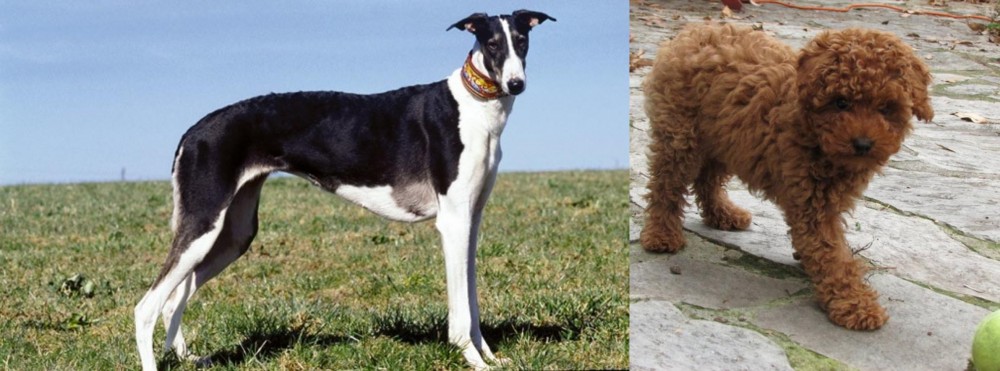 Toy Poodle vs Chart Polski - Breed Comparison