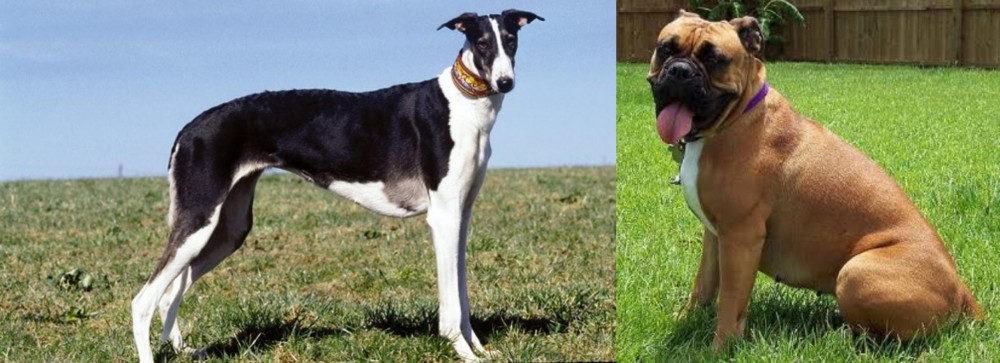 Valley Bulldog vs Chart Polski - Breed Comparison