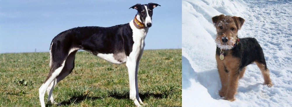 Welsh Terrier vs Chart Polski - Breed Comparison