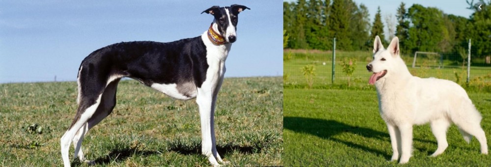 White Shepherd vs Chart Polski - Breed Comparison