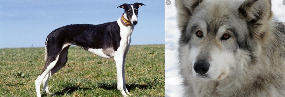Wolfdog vs Chart Polski - Breed Comparison