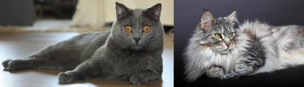 Domestic Longhaired Cat vs Chartreux - Breed Comparison