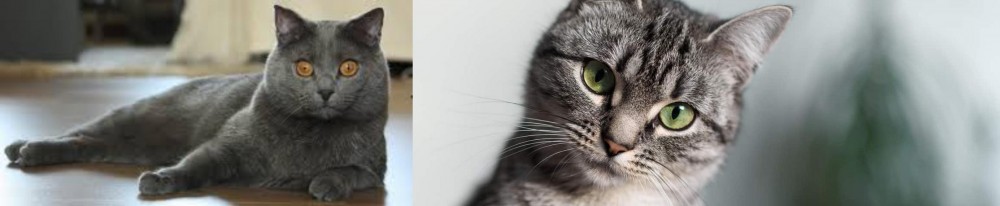 Domestic Shorthaired Cat vs Chartreux - Breed Comparison