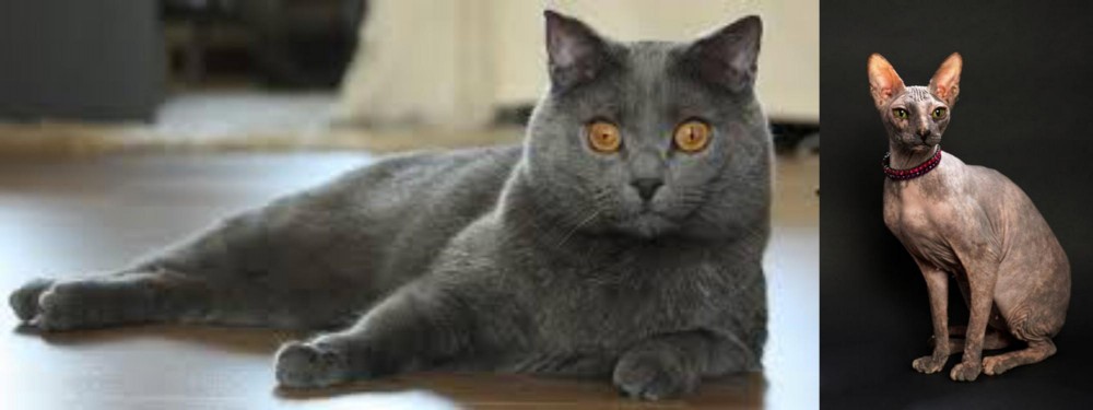 Don Sphynx vs Chartreux - Breed Comparison