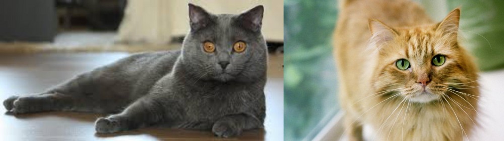 Ginger Tabby vs Chartreux - Breed Comparison