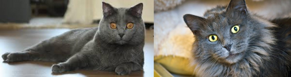 Nebelung vs Chartreux - Breed Comparison