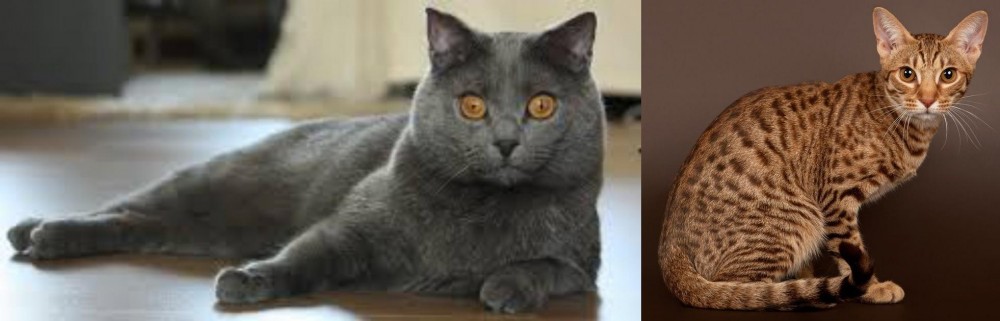 Ocicat vs Chartreux - Breed Comparison