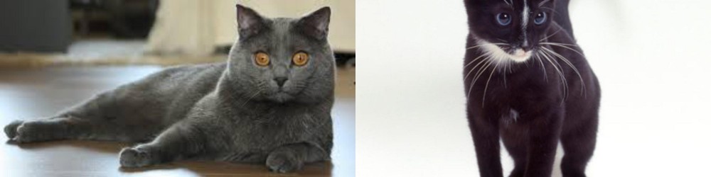 Ojos Azules vs Chartreux - Breed Comparison