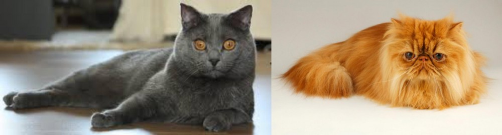Persian vs Chartreux - Breed Comparison