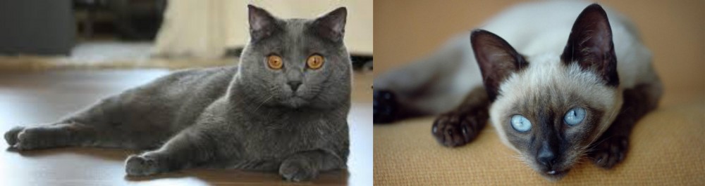 Siamese vs Chartreux - Breed Comparison