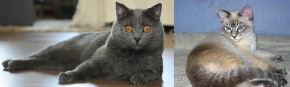 Tiger Cat vs Chartreux - Breed Comparison