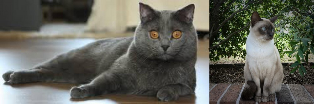 Tonkinese vs Chartreux - Breed Comparison