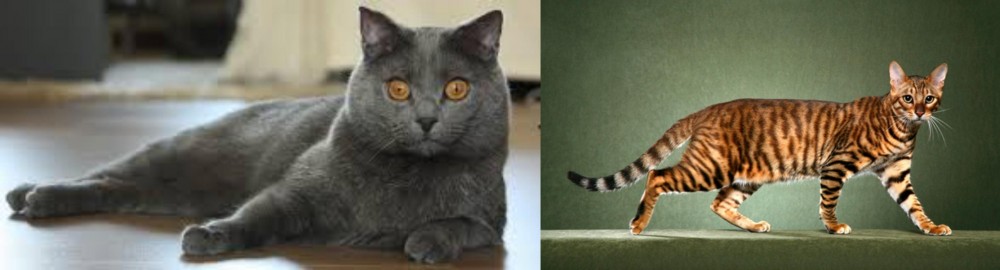 Toyger vs Chartreux - Breed Comparison