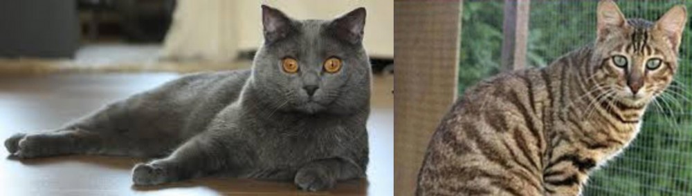 Ussuri vs Chartreux - Breed Comparison