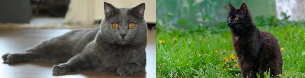 York Chocolate Cat vs Chartreux - Breed Comparison