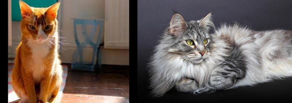 Domestic Longhaired Cat vs Chausie - Breed Comparison