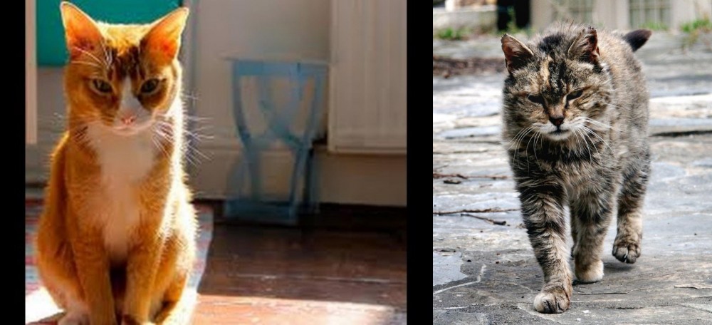 Farm Cat vs Chausie - Breed Comparison